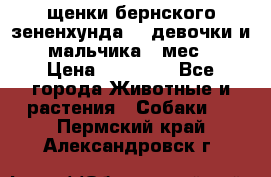 щенки бернского зененхунда. 2 девочки и 2 мальчика(2 мес.) › Цена ­ 22 000 - Все города Животные и растения » Собаки   . Пермский край,Александровск г.